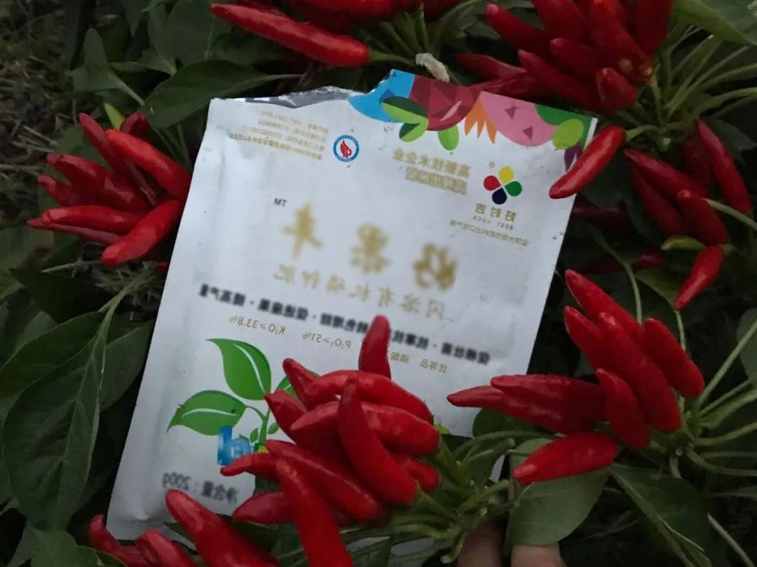 Haoguofeng has obvious effect on color change and yield increase in pepper