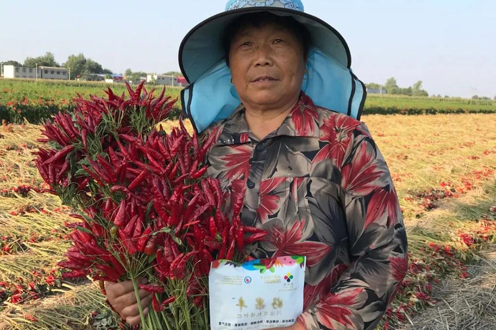 Haoguofeng has obvious effect on color change and yield increase in pepper